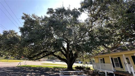 How this South Carolina community saved a historic tree .